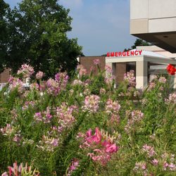 Temple University Hospital - Jeanes Campus