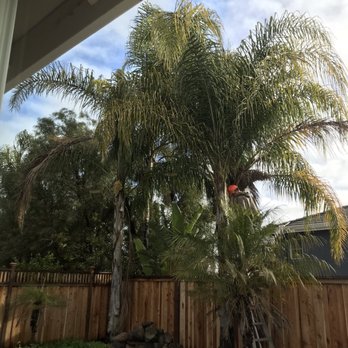 Golden State Tree Service - Before pic - they were working on it at the time. - Tree Services Near Me - Hollister, California Golden State Tree Service - Before pic - they were working on it at the time. - Tree Services Near Me - Hollister, California