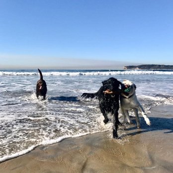 Murphy And Me Pet Sitting - Ohhhh how they love the beach! - Dog Walkers Near Me