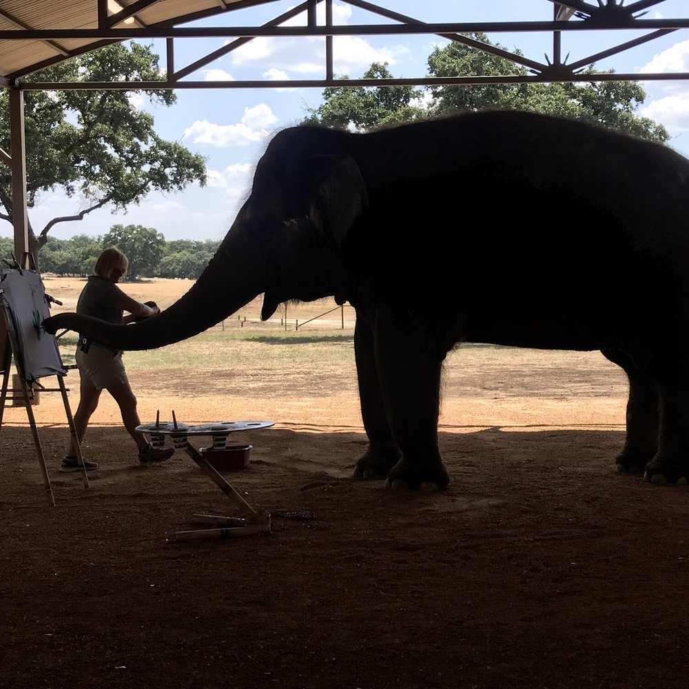 The Preserve - Just an elephant painting - Zoos Near Me - Fredericksburg, Texas