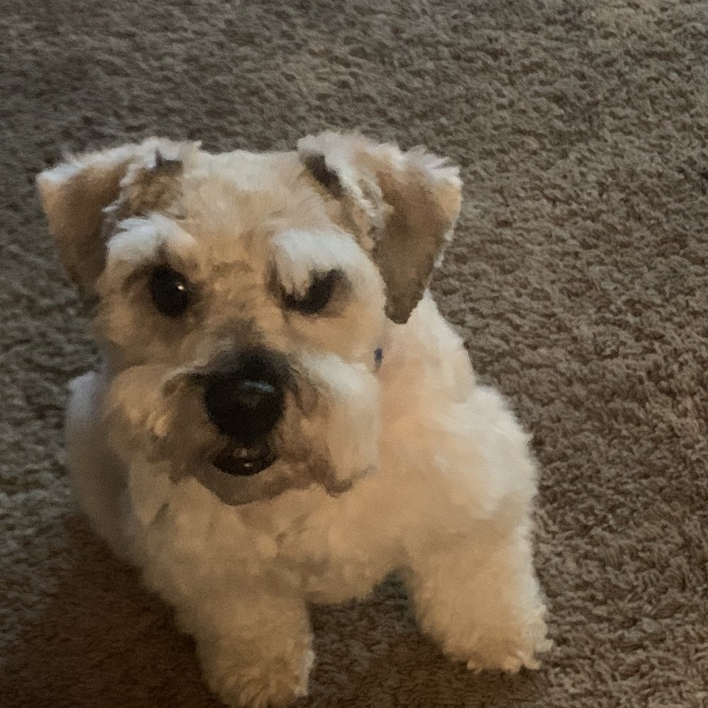 Groomingdales - Bad cut. One side is much shorter and look at his left eyebrow. - Pet Groomers Near Me - Las Vegas, Nevada Groomingdales - Bad cut. One side is much shorter and look at his left eyebrow. - Pet Groomers Near Me - Las Vegas, Nevada