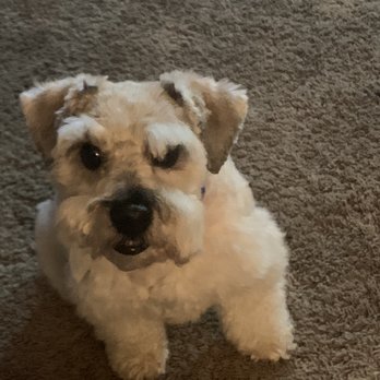 Groomingdales - Bad cut. One side is much shorter and look at his left eyebrow. - Pet Groomers Near Me - Las Vegas, Nevada
