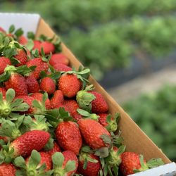 Oak Haven Farms & Winery - Strawberry picking.