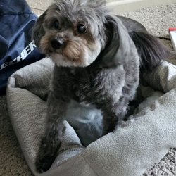 Agape Dog Grooming