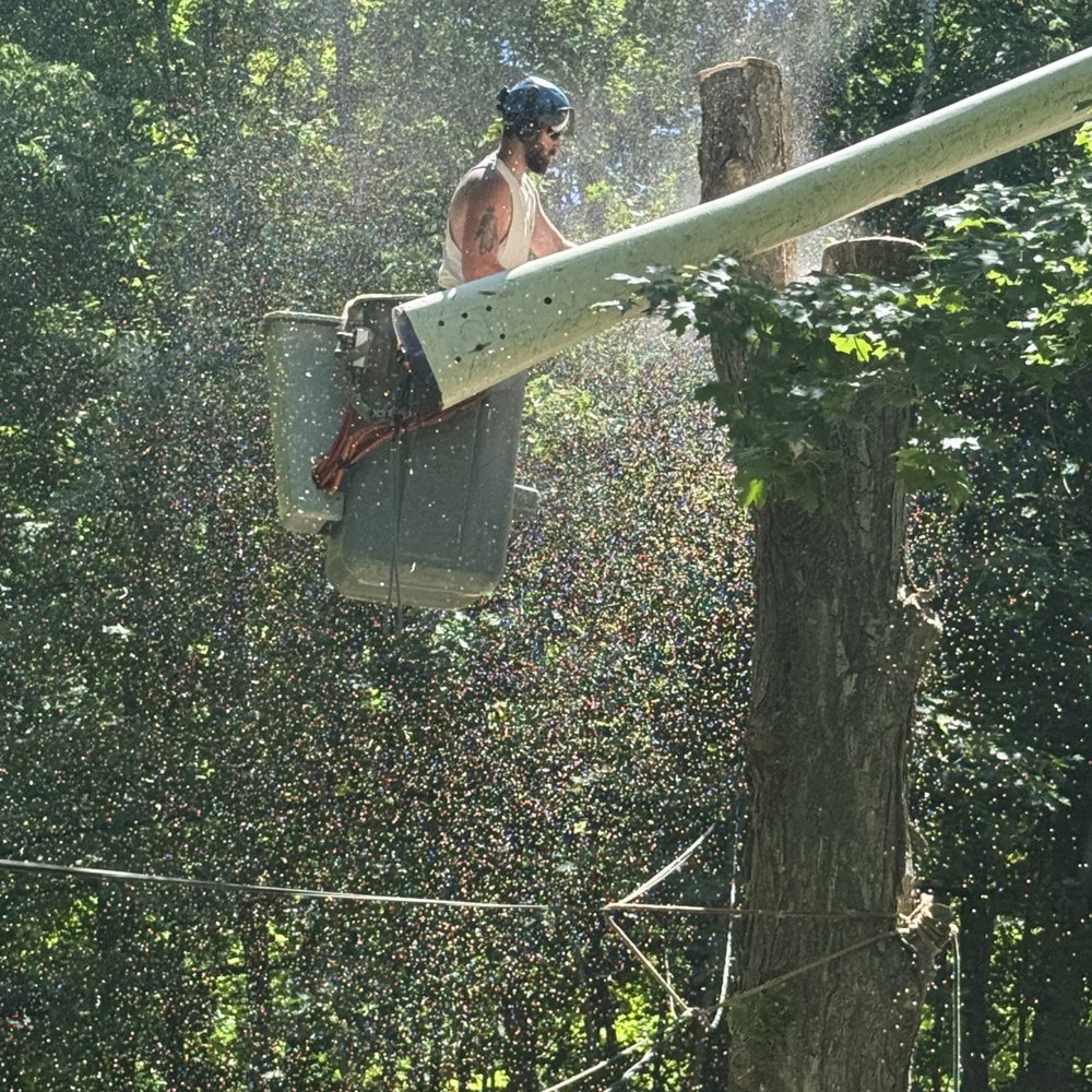 A-1 Tree Service - Branches removed, trunk coming down. - Tree Services Near Me - Thomaston, Connecticut