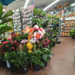 Petworth Ace Hardware
