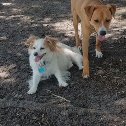 We Love Pets - Penny and Skeeter