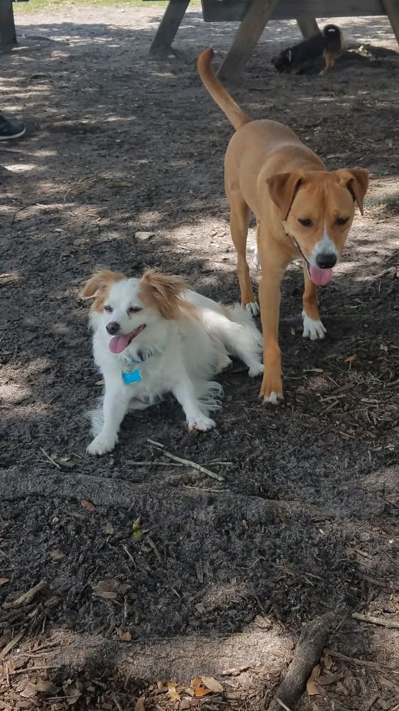 WE LOVE PETS Updated August 2024 33 Photos Ocala, Florida Pet