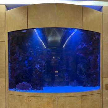 The Beverly Hilton - Fish tank by lobby elevator - Hotels Near Me - Beverly Hills, California The Beverly Hilton - Fish tank by lobby elevator - Hotels Near Me - Beverly Hills, California