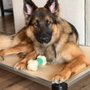 Photo of PacwestK9