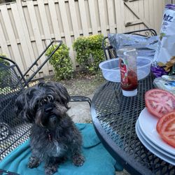 Woofie's Of Reston-Herndon - Before haircut!