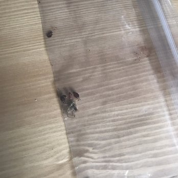 Urban Phenix - BED BUGS - Apartments Near Me - Glendale, Colorado
