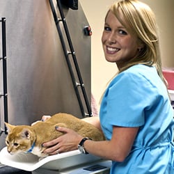 Cinnaminson Animal Hospital - Weighing a feline patient