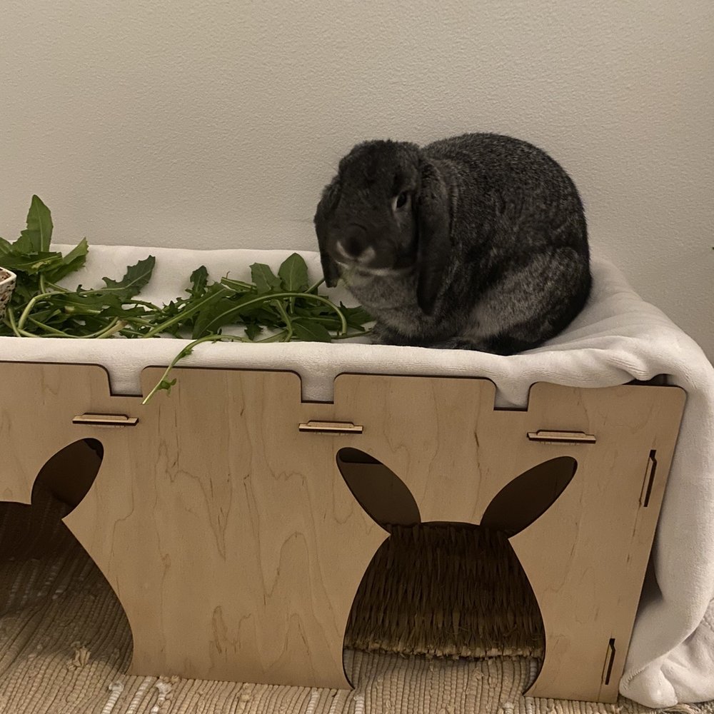 Exotic Animal Veterinary Center - My bunny - Veterinarians Near Me - Pasadena, California