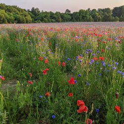 Commemorative Poppy Field