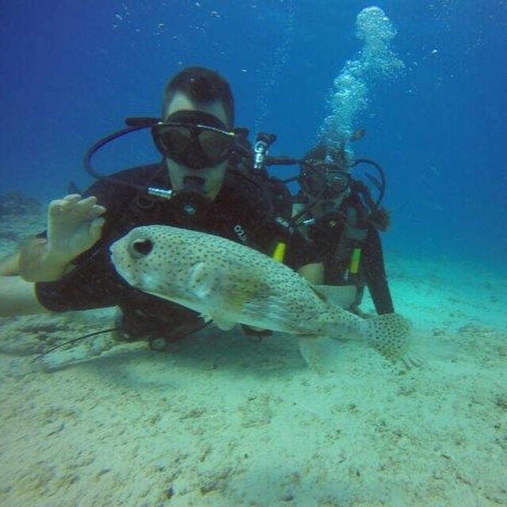 Puffer fish!