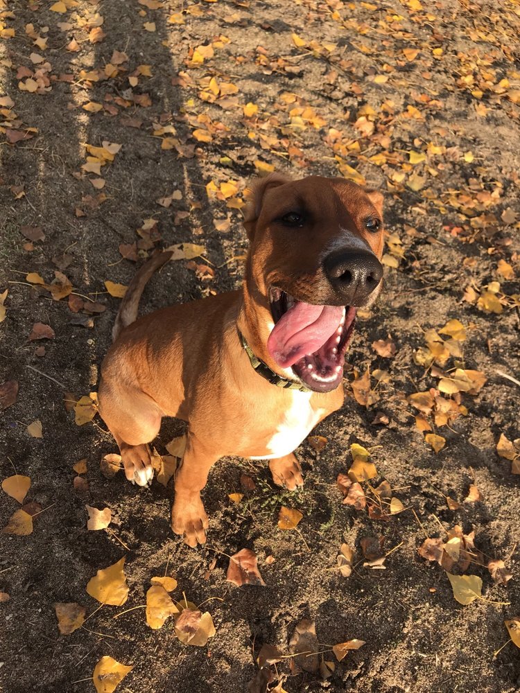 Prescott Church Dog Park