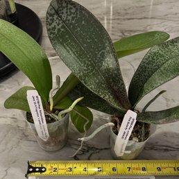The plants that I received that are noted to be "mature size". The plants that I received that are noted to be "mature size".