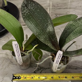 Norman's Orchid Nursery - The plants that I received that are noted to be "mature size". - Nurseries & Gardening Near Me - Montclair, California