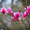 Dannaher Landscaping & Nursery gift card