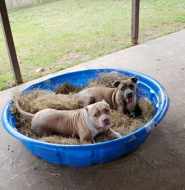 DYNASTY KENNELS Updated September 2024 Texas City, Texas Pet