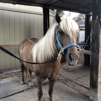 Bauer Equine - My pony - Horseback Riding Near Me