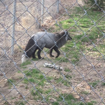 Lakota Wolf Preserve - Foxy - Zoos Near Me - Columbia, New Jersey Lakota Wolf Preserve - Foxy - Zoos Near Me - Columbia, New Jersey