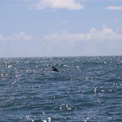 St Augustine Eco Tours - Each dolphin has a unique dorsal fin!