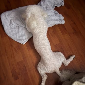 PetSmart - He won't even look camera and harness no longer fits. Looks like a poodle! Not same dog - Pet Training Near Me - Fountain Valley, California PetSmart - He won't even look camera and harness no longer fits. Looks like a poodle! Not same dog - Pet Training Near Me - Fountain Valley, California