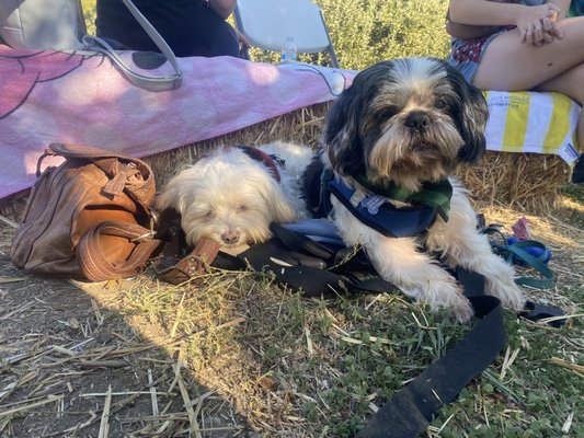 Willowbrook Apple Farm by null