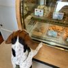 Redbones Bakery gift card