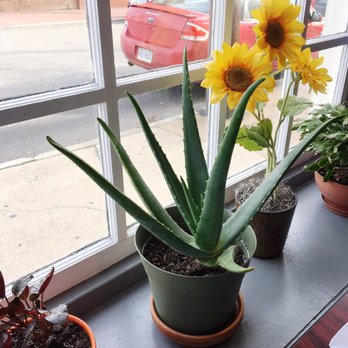 Kokonut Grill - Happy little plants on the window sill - Asian Fusion Near Me - Richmond, Virginia Kokonut Grill - Happy little plants on the window sill - Asian Fusion Near Me - Richmond, Virginia