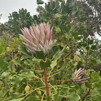 Ali'i Kula Lavender - Tours Near Me - Kula, Hawaii