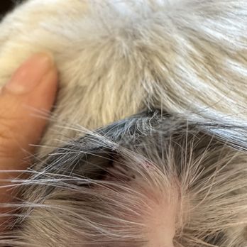 PetSmart - A small piece of her ear is cut off look closely - Pet Training Near Me - Fountain Valley, California PetSmart - A small piece of her ear is cut off look closely - Pet Training Near Me - Fountain Valley, California