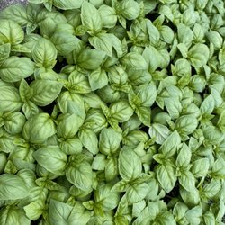 Triple J Farm - Basil