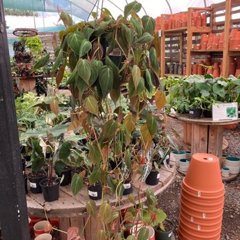 Kerby's Nursery - Nurseries & Gardening Near Me - Seffner, Florida
