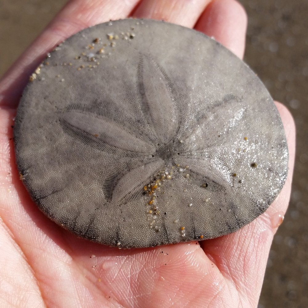 Found a perfect and pure sand dollar! God is good! Found a perfect and pure sand dollar! God is good!