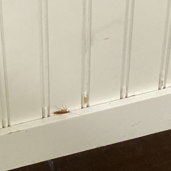 Harbourside Resort - Roaches Roaches And more Roaches!!! - Resorts Near Me - Indian Rocks Beach, Florida Harbourside Resort - Roaches Roaches And more Roaches!!! - Resorts Near Me - Indian Rocks Beach, Florida