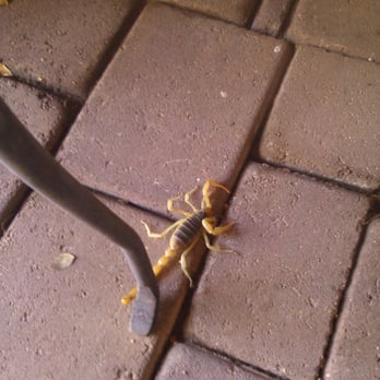 Ranger Pest Control - Pest Control Near Me - Phoenix, Arizona Ranger Pest Control - Pest Control Near Me - Phoenix, Arizona
