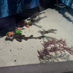 Acuario de Tijuana - Horrible shark tank set up.