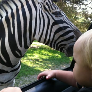 Olympic Game Farm - Zebra up close & personal - Zoos Near Me - Sequim, Washington Olympic Game Farm - Zebra up close & personal - Zoos Near Me - Sequim, Washington