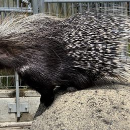Porcupine Porcupine