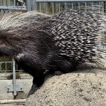 Cougar Mountain Zoological Park - Porcupine - Zoos Near Me - Issaquah, Washington Cougar Mountain Zoological Park - Porcupine - Zoos Near Me - Issaquah, Washington