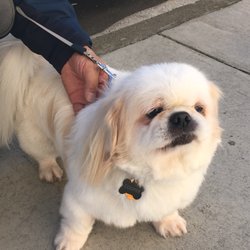 places to give your dog a bath near me