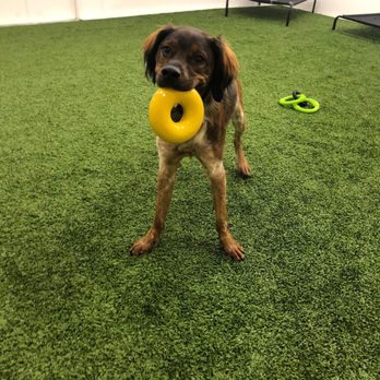 Dog Den - Pet Groomers Near Me - Anaheim, California Dog Den - Pet Groomers Near Me - Anaheim, California