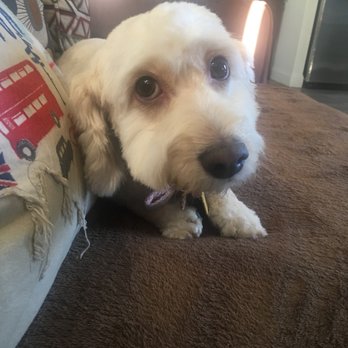 Glitterati Paw Spa - Pet Groomers Near Me