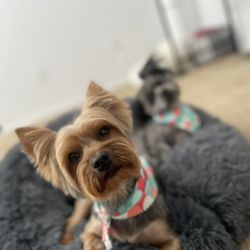 Waggily Ever After Pet Grooming - Turbo with the perfect Yorkie haircut.