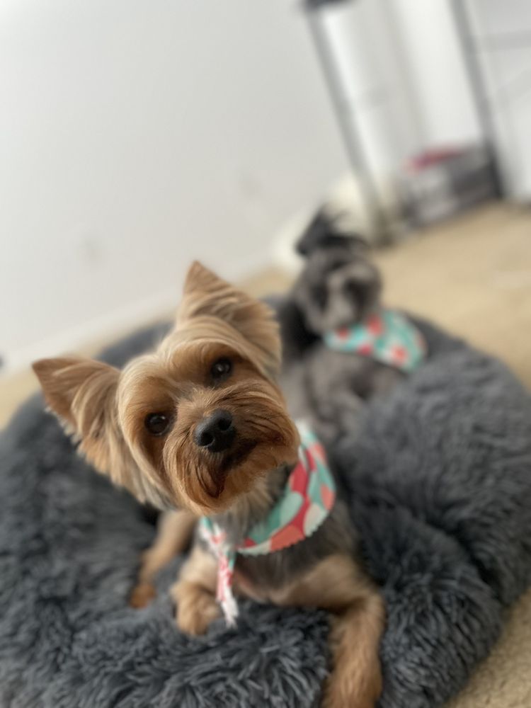 WAGGILY EVER AFTER PET GROOMING Updated September 2024 97 Photos & 55 Reviews 9849