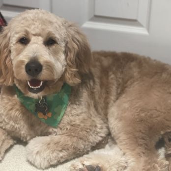 4 Paws Spa - Pet Training Near Me - Forest Hill, Maryland 4 Paws Spa - Pet Training Near Me - Forest Hill, Maryland