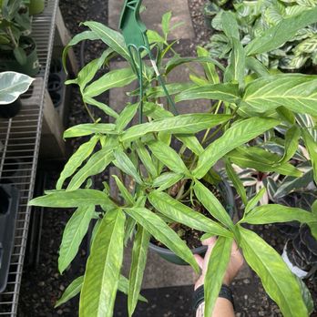 Mickey Hargitay Plants - Nurseries & Gardening Near Me - Los Angeles, California Mickey Hargitay Plants - Nurseries & Gardening Near Me - Los Angeles, California